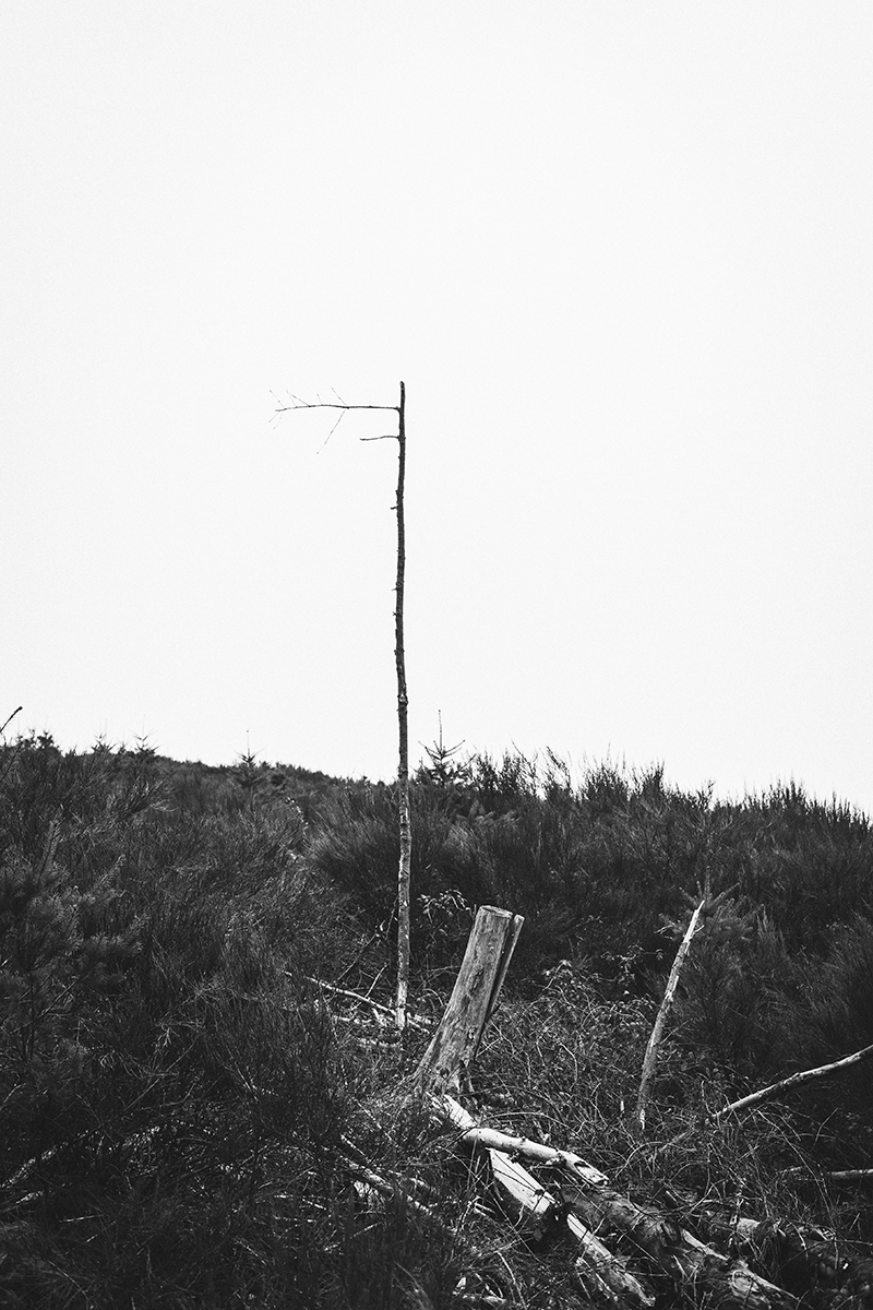 Bercail 07